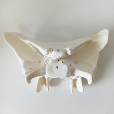 Amplificado Alar Ossos Esfenoide Ossos Anatomia detalhada Estruturas Modelo para Estudo Médico