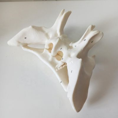 Amplificado Alar Ossos Esfenoide Ossos Anatomia detalhada Estruturas Modelo para Estudo Médico
