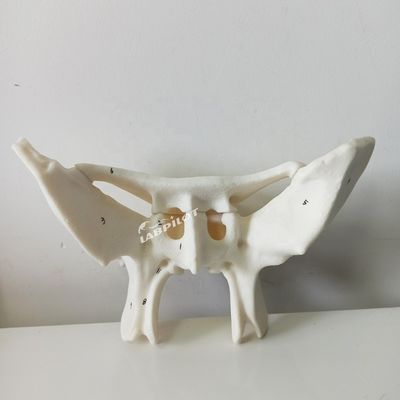 Amplificado Alar Ossos Esfenoide Ossos Anatomia detalhada Estruturas Modelo para Estudo Médico
