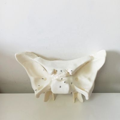Amplificado Alar Ossos Esfenoide Ossos Anatomia detalhada Estruturas Modelo para Estudo Médico