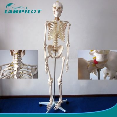 Modelo de esqueleto articular flexível de 180 cm para demonstração anatômica na ciência médica