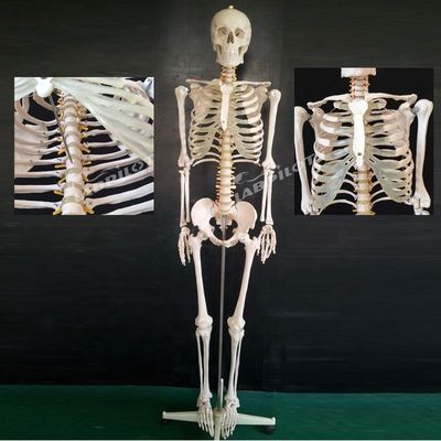 Modelo de esqueleto articular flexível de 180 cm para demonstração anatômica na ciência médica