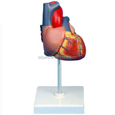 Modelo 3D de coração adulto em tamanho real humano para educação em anatomia e fisiologia