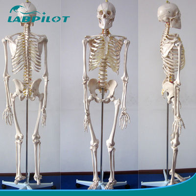 Estruturas flexíveis do esqueleto para a vida humana