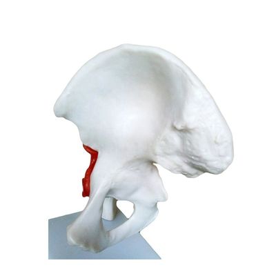 Estruturas detalhadas de anatomia Ensino médico Modelo da articulação do quadril com ligamento artificial O osso humano