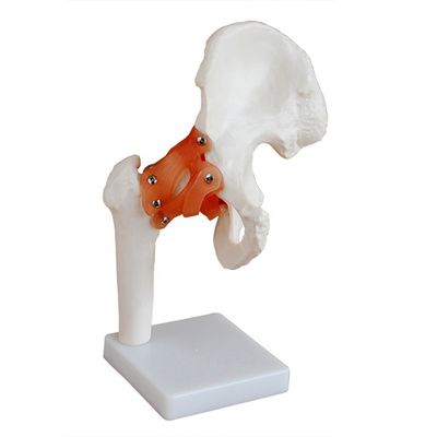 Estruturas detalhadas de anatomia Ensino médico Modelo da articulação do quadril com ligamento artificial O osso humano