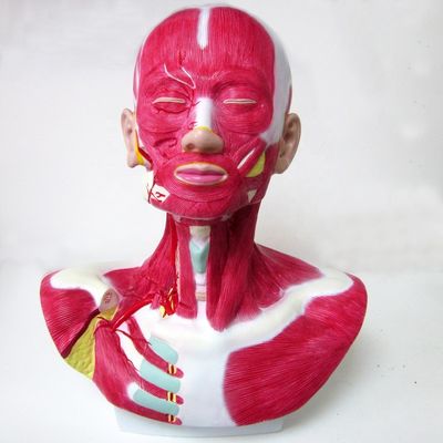 Tamanho da vida humana Cabeça Rosto Pescoço Anatomia e modelo de distribuição da artéria carótida externa