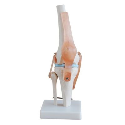 Modelo profissional da articulação do joelho feito de PVC avançado para educação anatômica