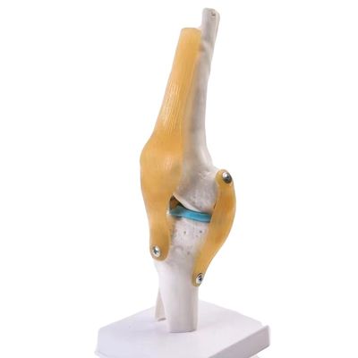 Modelo profissional da articulação do joelho feito de PVC avançado para educação anatômica