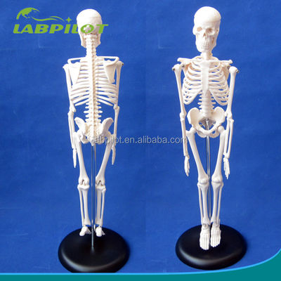 Logotipo personalizável Modelo de esqueleto flexível de PVC avançado com mandíbula móvel e material 45CM