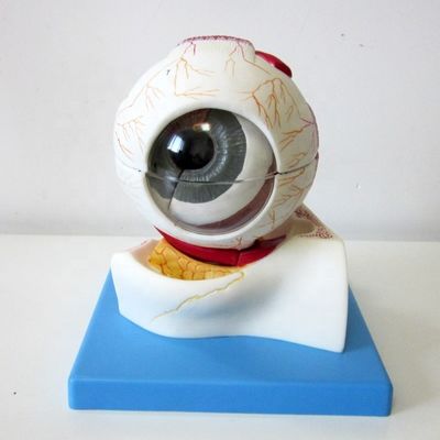 Modelo do globo ocular educacional Estrutura anatômica do olho ampliada para hospitais e educacionais