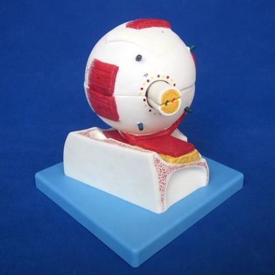 Modelo do globo ocular educacional Estrutura anatômica do olho ampliada para hospitais e educacionais