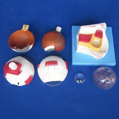 Modelo do globo ocular educacional Estrutura anatômica do olho ampliada para hospitais e educacionais