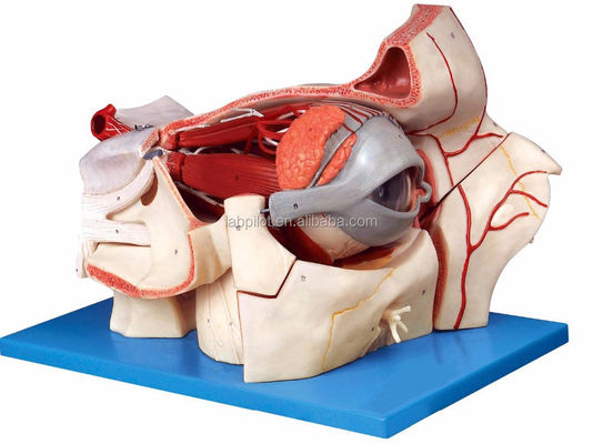 Oftalmologia Modelos anatômicos Modelo de globo ocular e órbita com modelo de olho de luxo de 9 partes