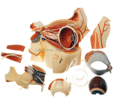 Oftalmologia Modelos anatômicos Modelo de globo ocular e órbita com modelo de olho de luxo de 9 partes