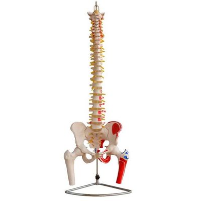 Modelo de coluna com pelve e músculos de tamanho humano Modelo avançado de PVC musculoesquelético