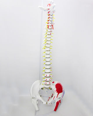 Modelo de coluna com pelve e músculos de tamanho humano Modelo avançado de PVC musculoesquelético