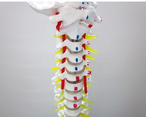 Modelo de coluna com pelve e músculos de tamanho humano Modelo avançado de PVC musculoesquelético