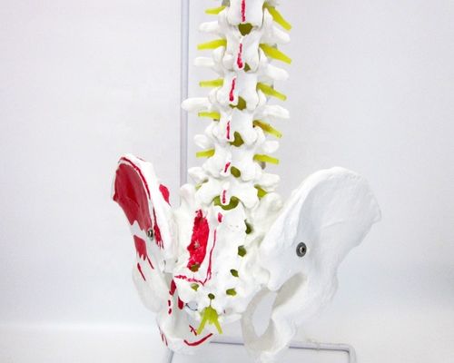 Modelo de coluna com pelve e músculos de tamanho humano Modelo avançado de PVC musculoesquelético
