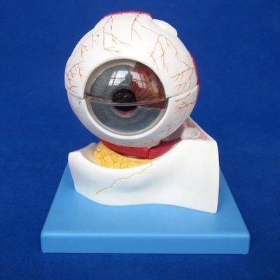 Tamanho da vida humana Deluxe Modelo de globo ocular anatômico de 7 partes para categorias oftalmológicas
