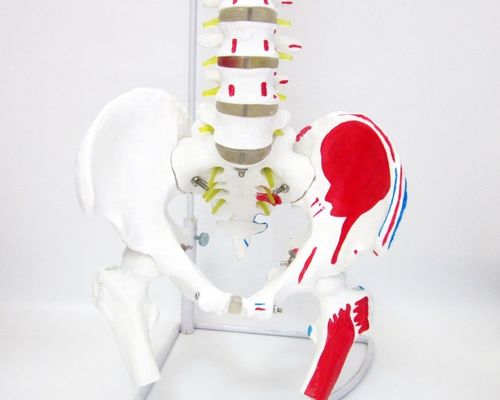 Modelo de coluna com pelve e músculos de tamanho humano Modelo avançado de PVC musculoesquelético