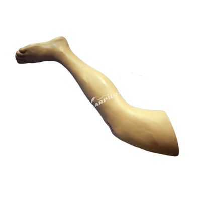 Modelo de Formação em Cirurgia Médica Modelo de perna viva para demonstração de instrumentos cirúrgicos