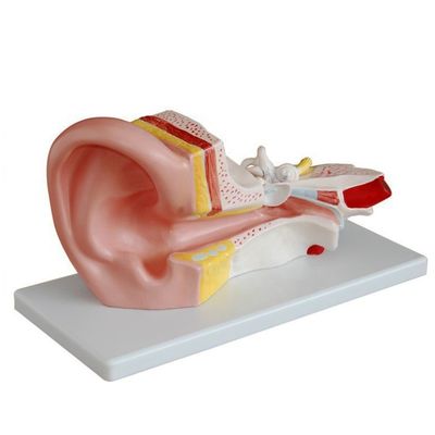 Modelo de ouvido médio para otologia Modelos anatômicos Representação detalhada da anatomia humana