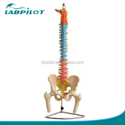 Modelo de coluna vertebral colorida com pélvico cervical lombar e vértebras torácicas