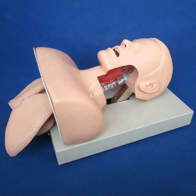 Prática de intubação da traqueia Tamanho da vida humana Modelo de treinamento de intubação oral e nasal