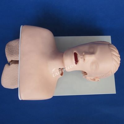 Prática de intubação da traqueia Tamanho da vida humana Modelo de treinamento de intubação oral e nasal