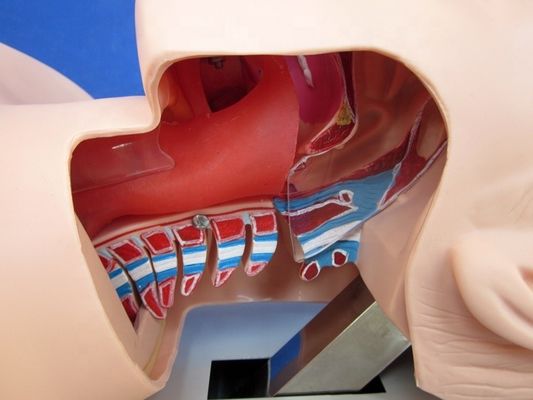 Prática de intubação da traqueia Tamanho da vida humana Modelo de treinamento de intubação oral e nasal