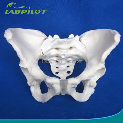 Modelo avançado de ossos da anca de PVC vivo para ensinar o modelo da pelve feminina dentro das clínicas