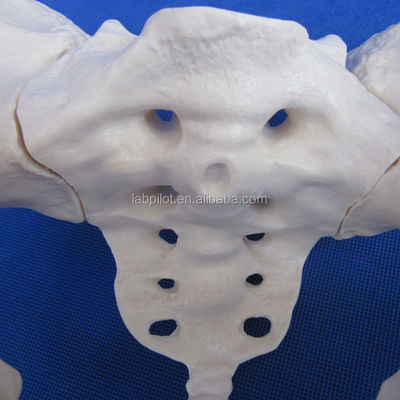 Modelo avançado de ossos da anca de PVC vivo para ensinar o modelo da pelve feminina dentro das clínicas