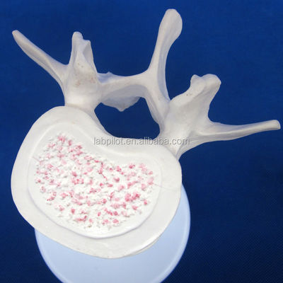 Modelos de Vertebra Viva para Ciência Médica Atlas Eixo Cervical Torácico e Lumbar