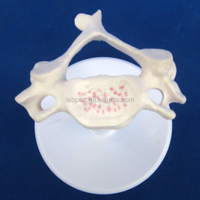 Modelos de Vertebra Viva para Ciência Médica Atlas Eixo Cervical Torácico e Lumbar