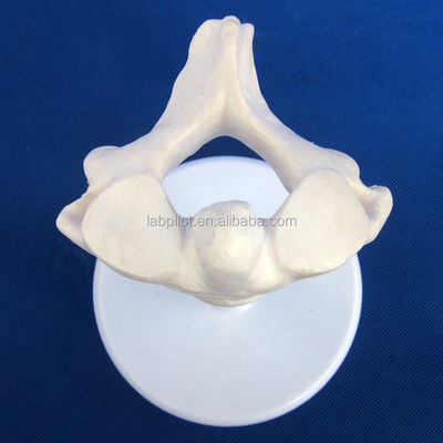 Modelos de Vertebra Viva para Ciência Médica Atlas Eixo Cervical Torácico e Lumbar