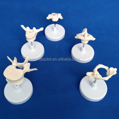 Modelos de Vertebra Viva para Ciência Médica Atlas Eixo Cervical Torácico e Lumbar