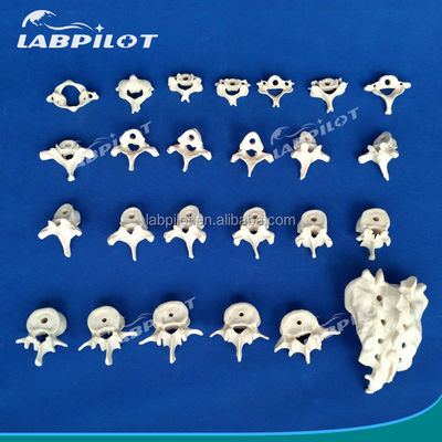Modelos de vértebras vivas para a ciência médica Cervical Torácico Lumbar Sacrum e Coccyx