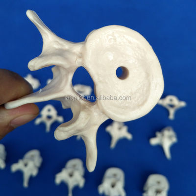 Modelos de vértebras vivas para a ciência médica Cervical Torácico Lumbar Sacrum e Coccyx