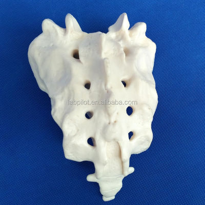 Modelos de vértebras vivas para a ciência médica Cervical Torácico Lumbar Sacrum e Coccyx