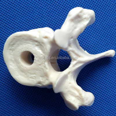 Modelos de vértebras vivas para a ciência médica Cervical Torácico Lumbar Sacrum e Coccyx