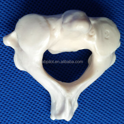 Modelos de vértebras vivas para a ciência médica Cervical Torácico Lumbar Sacrum e Coccyx
