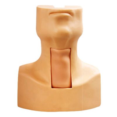 Ensino de Anatomia do manequim Modelo de demonstração de traqueostomia para assunto de ciência médica