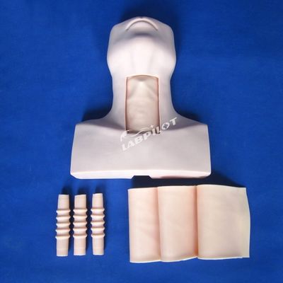 Ensino de Anatomia do manequim Modelo de demonstração de traqueostomia para assunto de ciência médica