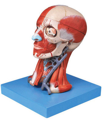 Demonstração anatômica Cabeça humana com músculos e cérebro Modelo anatômico do tronco