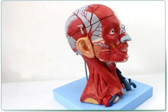 Demonstração anatômica Cabeça humana com músculos e cérebro Modelo anatômico do tronco