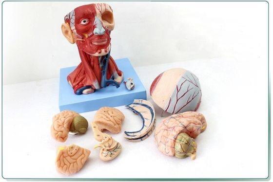Demonstração anatômica Cabeça humana com músculos e cérebro Modelo anatômico do tronco