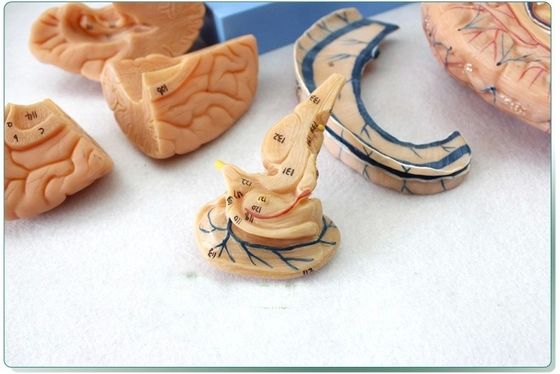 Demonstração anatômica Cabeça humana com músculos e cérebro Modelo anatômico do tronco