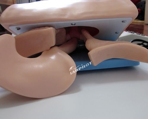 Treinamento de intubação endotraqueal manequim modelo de tamanho humano para airbag de ressuscitação