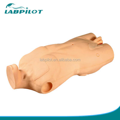 Modelo avançado de corpo de PVC para desenvolvimento de habilidades de injeção venosa central e perfuração